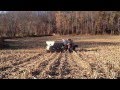 Lime Spreader Spreading Chicken Litter
