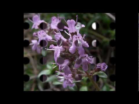 Sandy Denny / Fotheringay - Wild Mountain Thyme