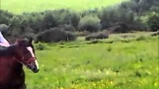 The Chair (Jayne + Shadow)