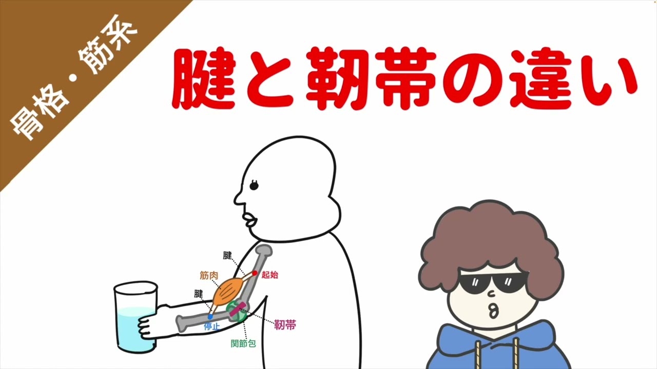 筋肉と腱と靭帯の役割