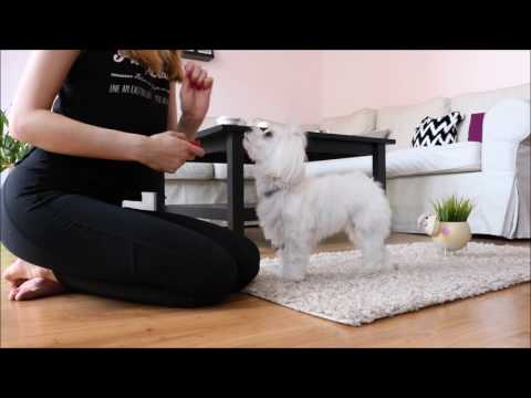 Nauka sztuczki "omiń" / Dog Trick Tutorial "go around"