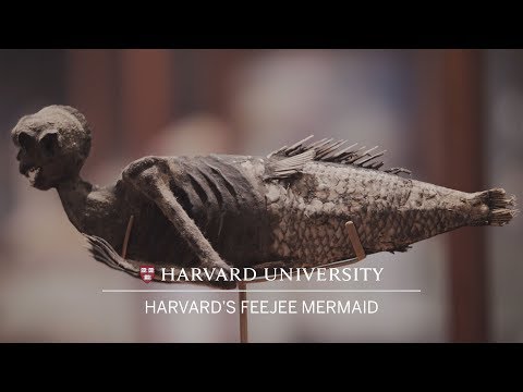 Harvard's FeeJee mermaid thumnail