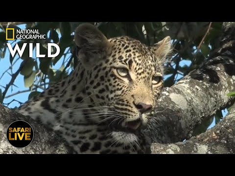 Safari Live - Day 295 | Nat Geo Wild