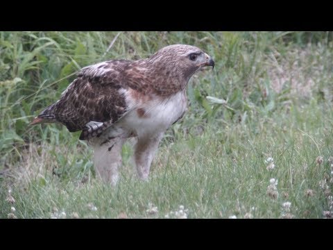 Cornell Red-tailed Hawks Highlights, 7/5/2018 (HD)