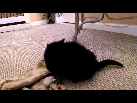 Munchkin FINALLY Playing