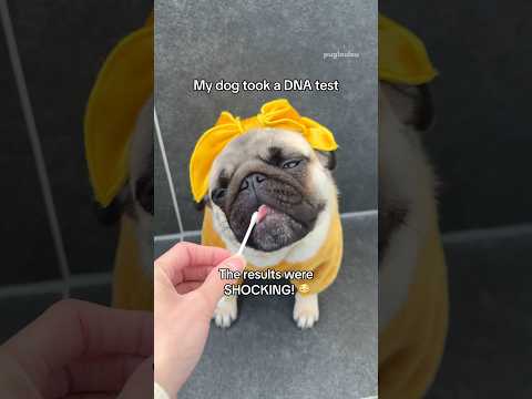 My DOG did a DNA test! The results were SHOCKING 😳😱 #pug #dog