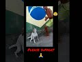 Brazil Dog Dancing Funny Dog Shorts Shorts Viral Trending Brazildogdancing Newshorts2023