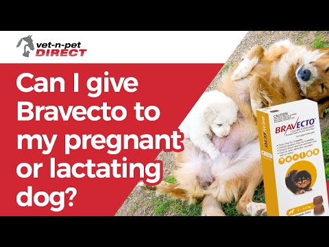 Can I give Bravecto to my pregnant or lactating bitch?
