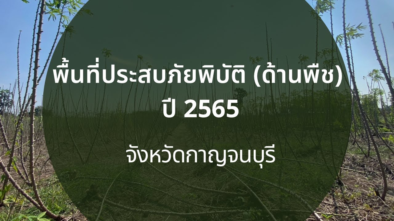พื้นที่ประสบภัยพิบัติด้านพืช จังหวัดกาญจนบุรี ปี2565
