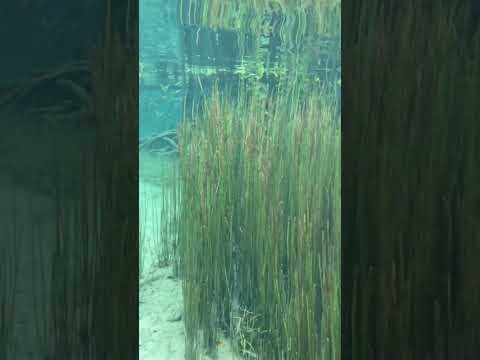 Cráter azul, Las Cruces, Petén 🍃🇬🇹