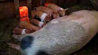 preview picture of video 'Big Bear Ranch - feeding time!'