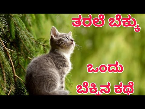 ತರಲೆ ಬೆಕ್ಕು|| pretty cat🐈😺