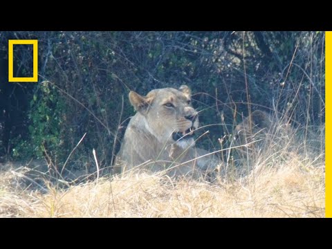 與波扎那的獅子共存｜國家地理雜誌 (Coexisting With the Lions of Botswana | National Geographic)