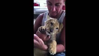 preview picture of video 'Leoncito jugando conmigo / Un lionceau joue avec moi / A baby lion playing with me.'