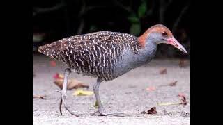 Download lagu Suara burung sintar sawah mp3