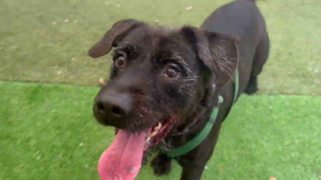 Enlarge Scraggles, a Adoptable mixed breed in Fort Lauderdale, FL video 6/6