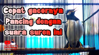 Download lagu JALAK SUREN GACOR, PANCINGAN JALAK SUREN MACET BUNYI mp3 Download lagu JALAK SUREN GACOR, PANCINGAN JALAK SUREN MACET BUNYI mp3