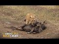 Migration madness - Lions kill 4 Wildebeest!