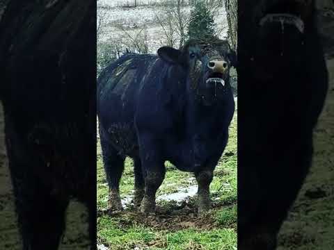 , title : 'The Inseminating Bull! Breed Aberdeen Angus.'