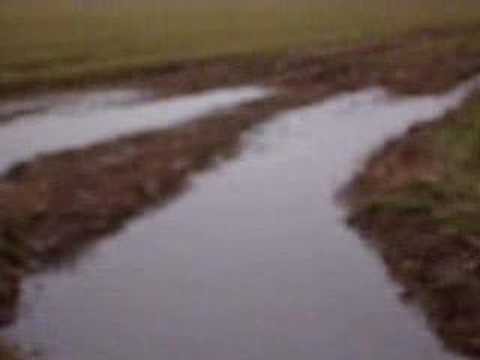 the melody of our fallen tree