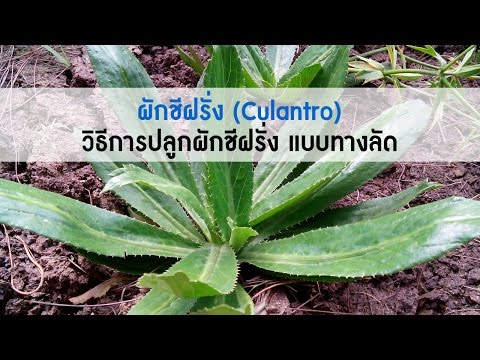 การกระทำของหญิงเชื้อโรคแมงมุมสีแดง ถูกแทนที่ด้วยเชื้อโรคม้า