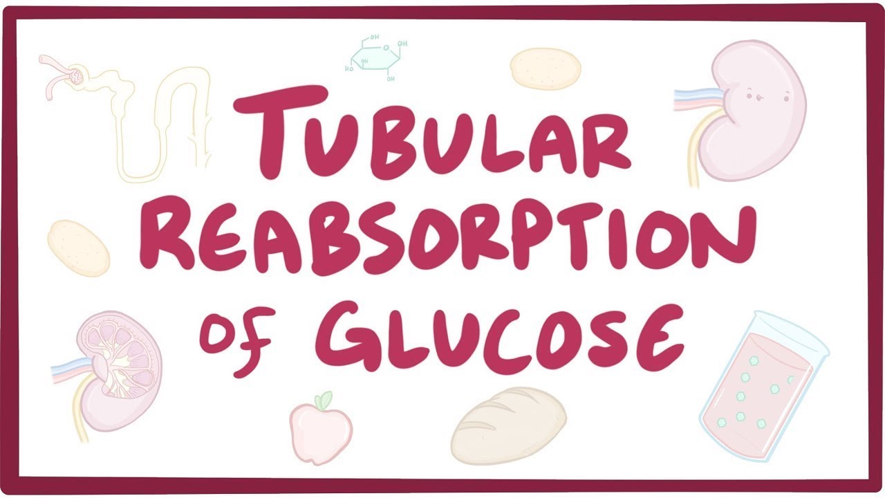 Tubular reabsorption of glucose - renal physiology
