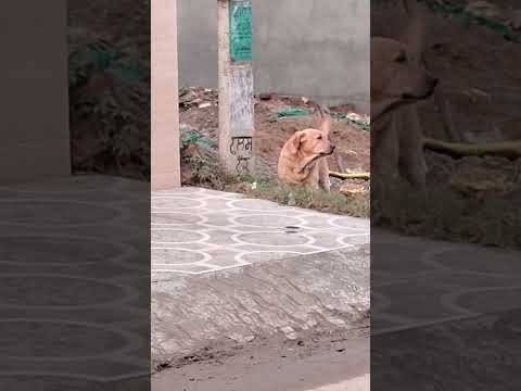 Dog sound 🫠🫠🫠