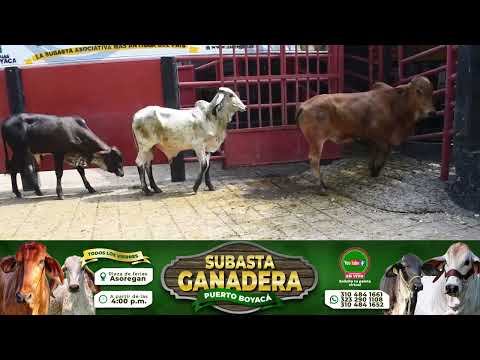 Lote 130 Subasta 11 de Septiembre de 2026