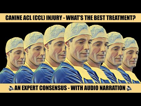 CANINE ACL INJURY - A CONSENSUS OF EXPERTS