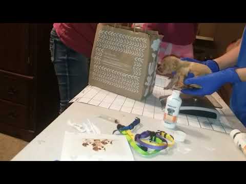 Giving the puppies their collars