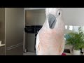 Moluccan Cockatoo singing