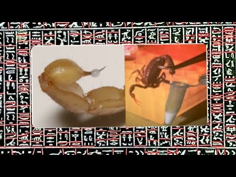 Metternich Stela in Depth Translation - Word for Word -  Spell for a scorpion Sting - Part 15 of 18