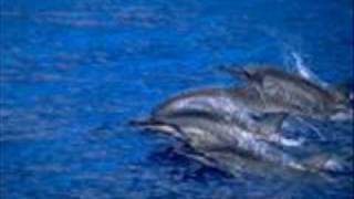 Aerium - Dolphins (Original mix)