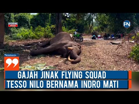 Gajah Jinak Flying Squad Tesso Nilo Bernama Indro Mati