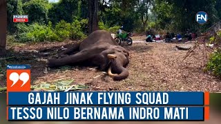 Gajah Jinak Flying Squad Tesso Nilo Bernama Indro Mati