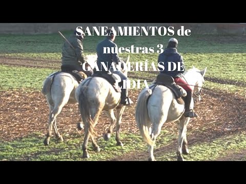 IMÁGENES SANEAMIENTOS de nuestras tres GANADERÍAS en VICTORINO MARTÍN
