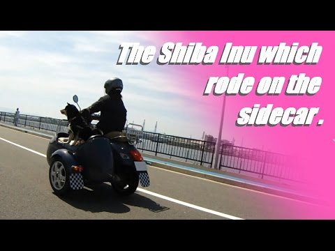 サイドカーに１ The Shiba Inu which rode on the sidecar.