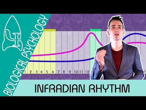 11 Infradian Rhythm