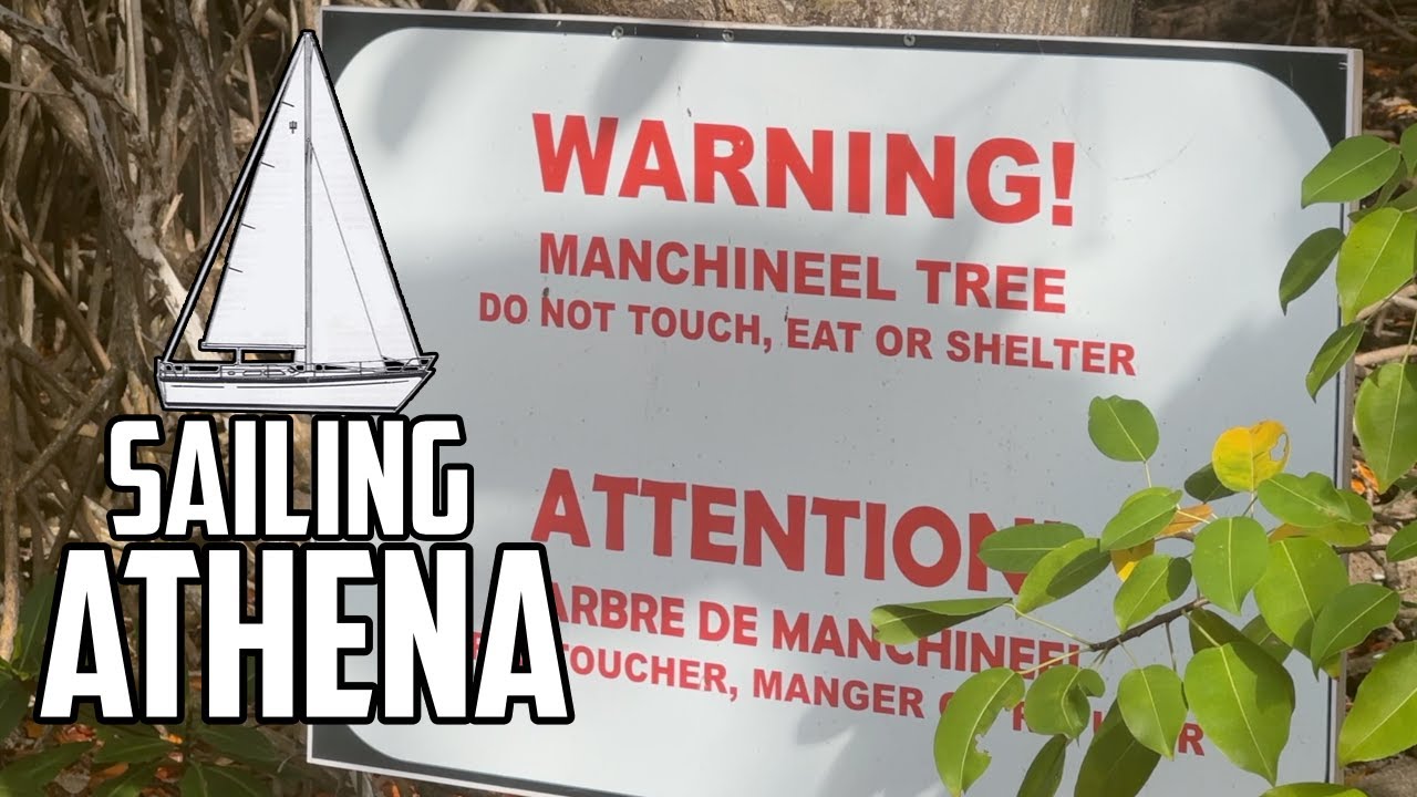 Sail Life - The worlds most dangerous tree ⚠️