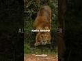 Sigmarule Lion Is More Dangerous Motivational Quotes Lion Attitude Status Sigmarule Shorts