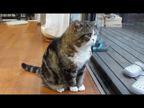 Maru watches a violent thunderstorm.