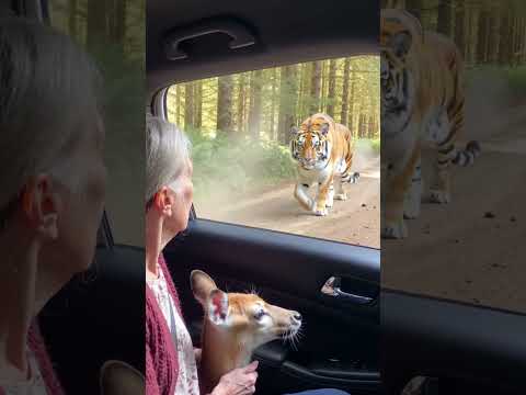 “사슴이 갑자기 차로 뛰어들어온 이유… 뒤에 ‘이것’이 있었다”