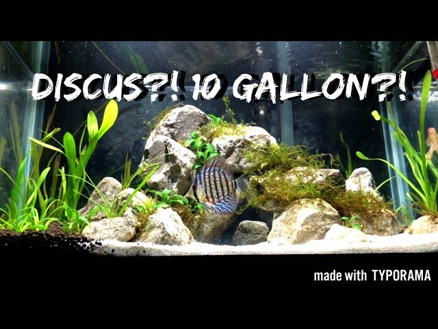 DISCUS IN A 10 GALLON?! | PLANTED TANK UPDATE