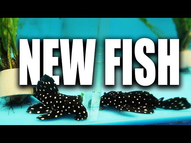 I bought MORE FISH... By accident! lol (aquarium store tour included)