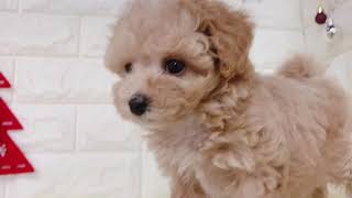 ハーフ犬の動画01