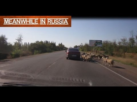 Crazy Sheep Attacks Passing Cars