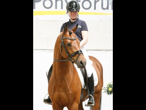 DER GRAF AT 4j. Hengst v. Dreiklang AT