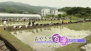 「初夏の風物詩 『本部田植え』」『おやさと百景』(93)