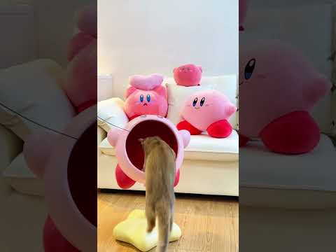 Kirby cat bed #cat #bestpetsupplies #catbed