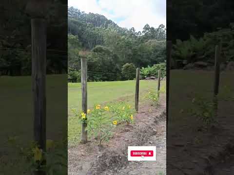 Paisagem do interior... Alto Cutias, Lontras -SC